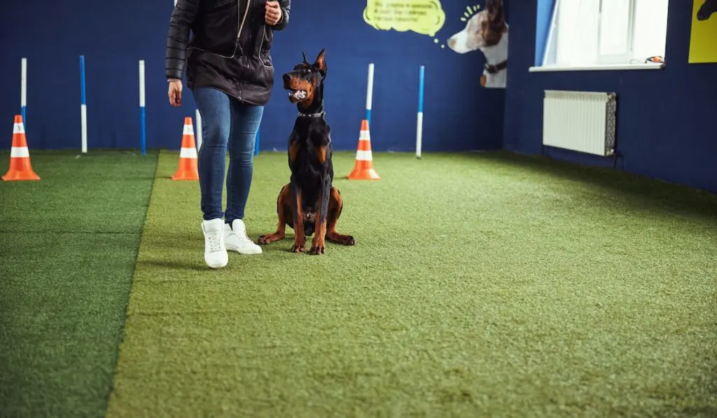 Obedient dog sitting by a trainer during the training session