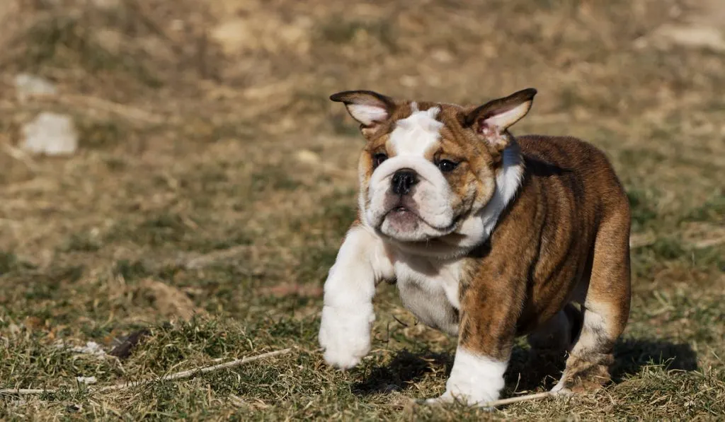 Small puppy of english bulldog running