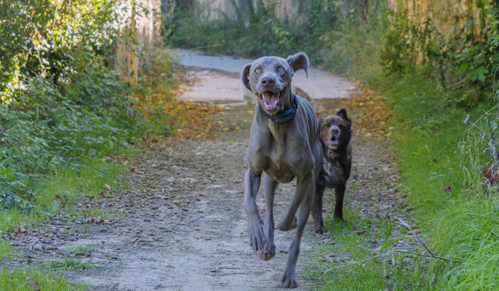 Two hunting dogs running towards the camera.