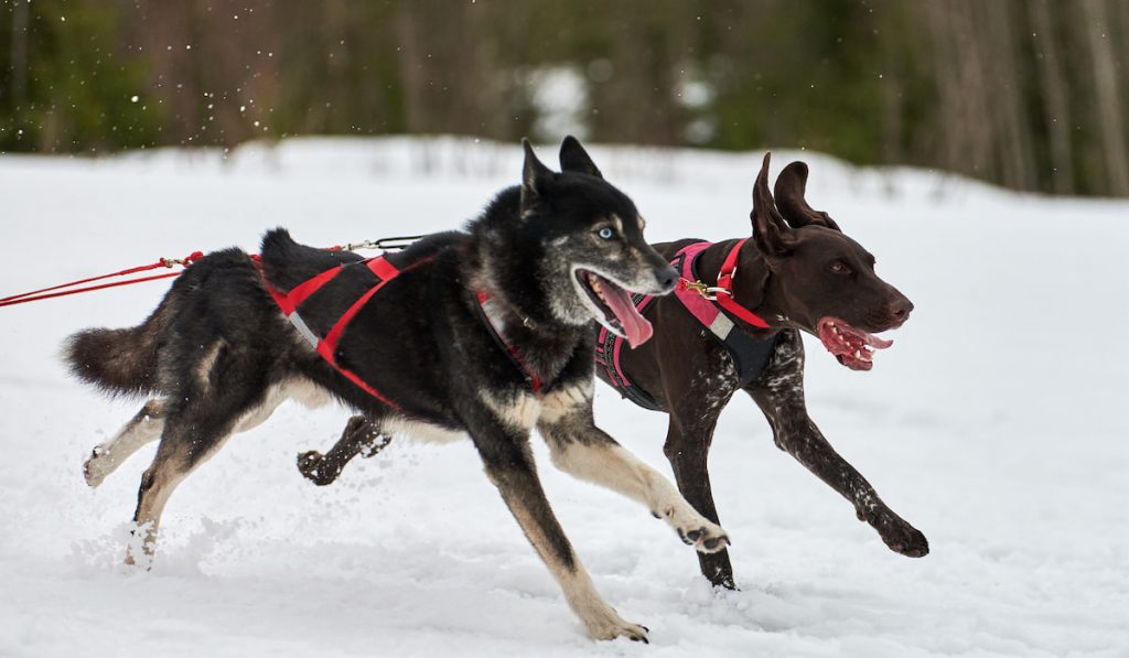 racing Siberian Husky dogs running